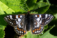 Euphydryas cynthia-1003- Col D'Agnel - 24/06/2025