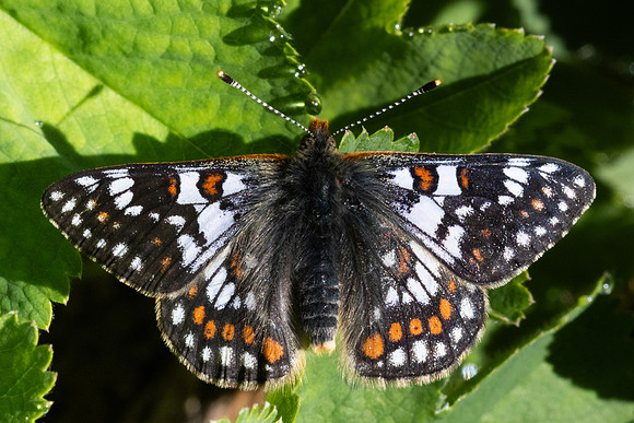Euphydryas cynthia-1003- Col D'Agnel - 24/06/2025