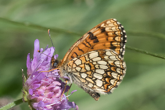 Melitaea diamina ssp vernetensis-4617 - Bolquere - 18/07/23