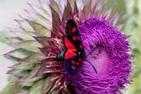 Zygaena lonicerae-3167