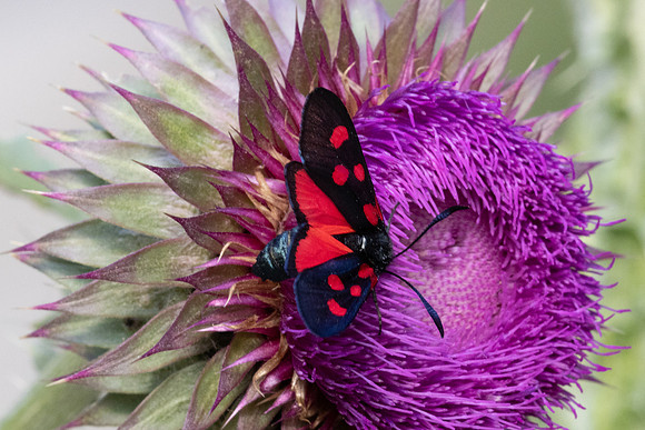 Zygaena lonicerae-3167