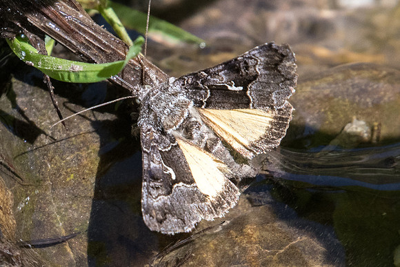 Syngrapha ain - 2880 - Puy St André - 19/07/22