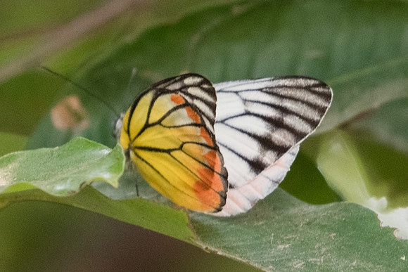 Delias hyparete indica-4129 - Chiang Mai - 8/03/23
