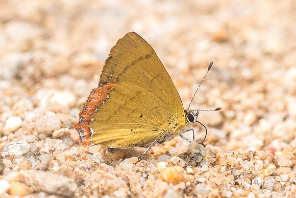 Heliophorus brahma mogoka-1536- Chiang Dao  - 11/03/23