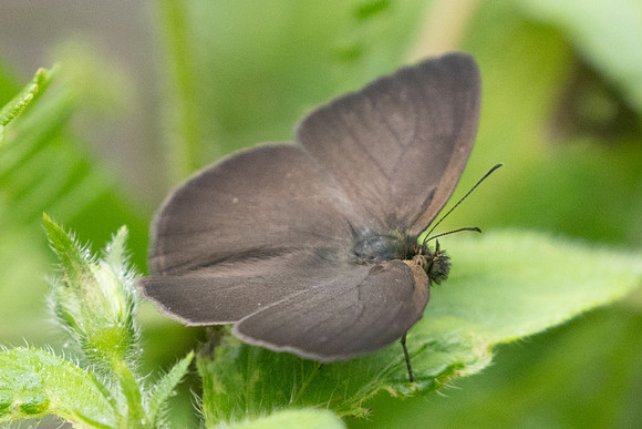 Hermeuptychia harmonia-5771
