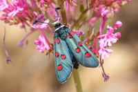 Zygaena lavandulae-7970