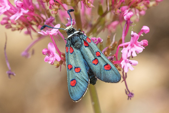 Zygaena lavandulae-7970