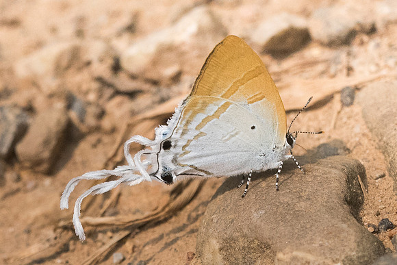 Zeltus amasa-0170 - Chiang Dao - 11/03/23