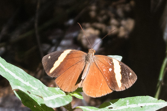 Xanthotaenia busiris busiris-7020 - Khao Phanom Bencha National Park -28/11/23