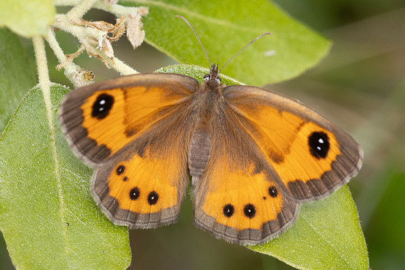 Pyronia bathseba-7838 - Castellet - 2/06/25
