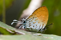 Drupadia ravindra boisduvalii ♀- 1145 - Doi-Suthep - 7/03/23