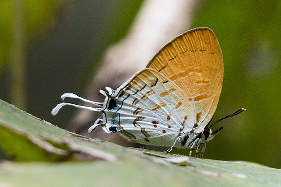 Drupadia ravindra boisduvalii ♀- 1145 - Doi-Suthep - 7/03/23