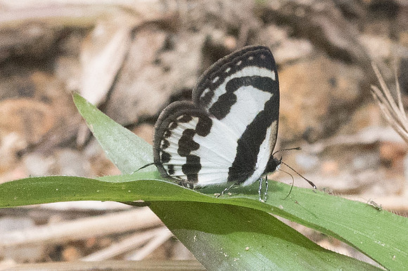 Caleta roxus pothus-1442 - Koh Samui - 18/03/23