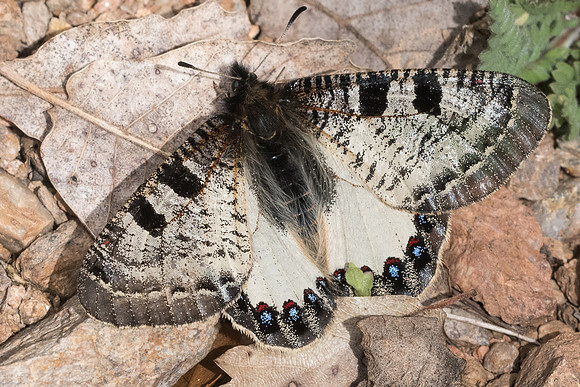 Archon apollinus ♂-3033 Alexandroupoli - 10/04/22