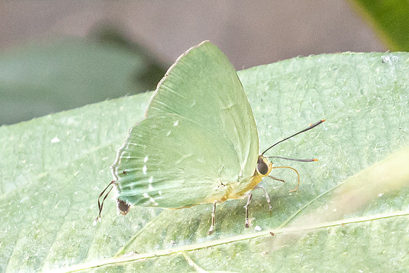 Artipe eryx-6340 - Doi-Suthep - 26/03/24