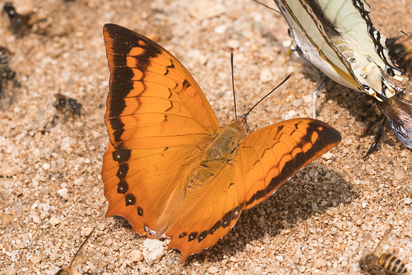 Charaxes aristogiton aristogiton-1347- Chiang Dao  - 11/03/23