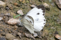 Artogeia canidia-9864 - Chiang Dao  - 11/03/23