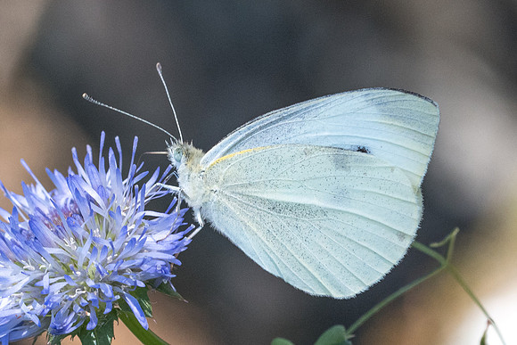 Pieris mannii - 8561 - Corse - 15/06/23