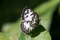 Castalius rosimon rosimon-7958 - Chiang Dao - 14/11/23