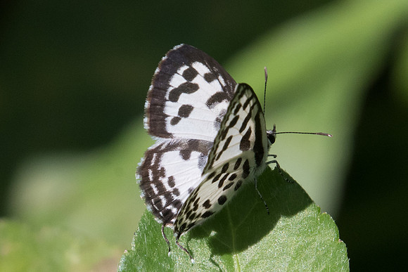Castalius rosimon rosimon-7958 - Chiang Dao - 14/11/23