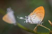 Drupadia ravindra boisduvalii ♀-6966 Doi-Suthep - 14/03/23