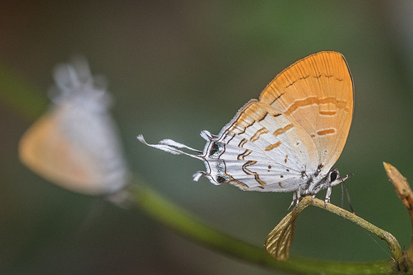 Drupadia ravindra boisduvalii ♀-6966 Doi-Suthep - 14/03/23