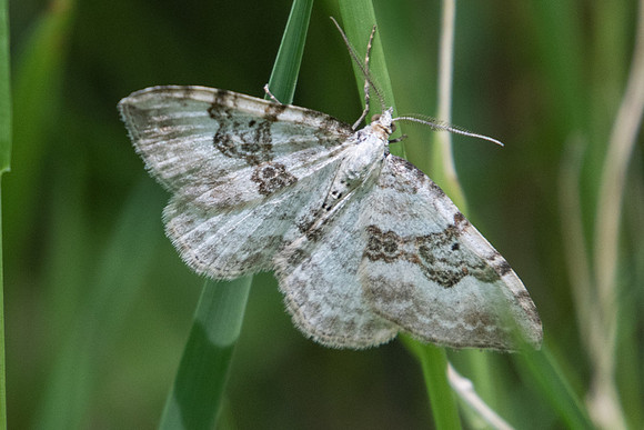 Xanthorhoe montanata-4006 - Estenc - 5/07/21