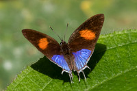 Drupadia ravindra boisduvalii -6128 - Phanom Bencha Mountain - 24/11/23