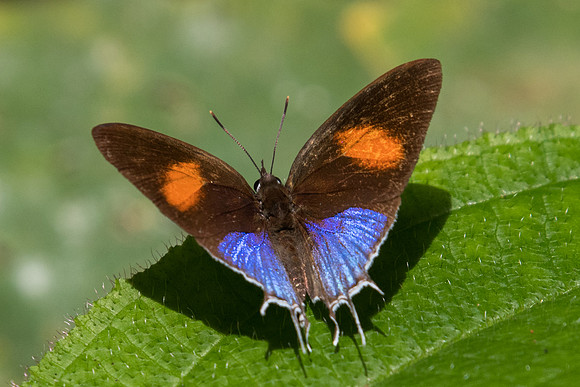 Drupadia ravindra boisduvalii -6128 - Phanom Bencha Mountain - 24/11/23