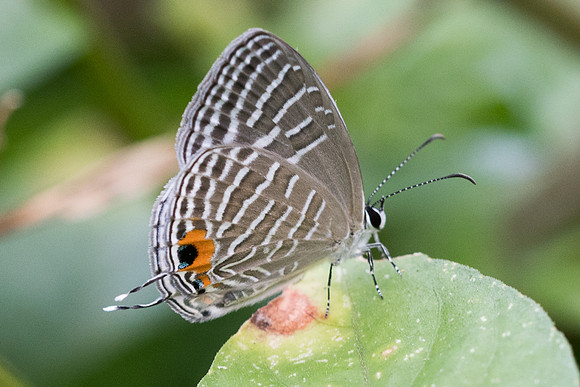 Jamides sp-4556 - Phanom Bencha Mountain - 23/11/23