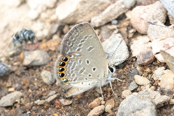 Chilades putli -1635 - Chiang Dao - 17/03/24