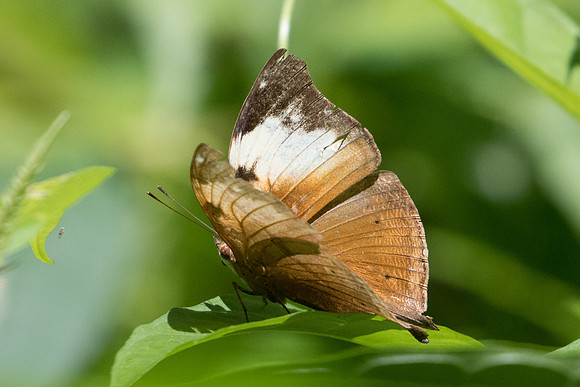 Doleschallia bisaltide ♀-1201 - Koh Samui - 18/03/23