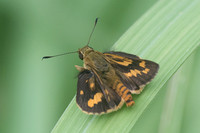 Taractrocera archias id+-3966 - Krabi - 22/11/23