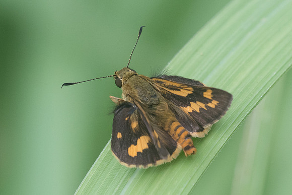 Taractrocera archias id+-3966 - Krabi - 22/11/23