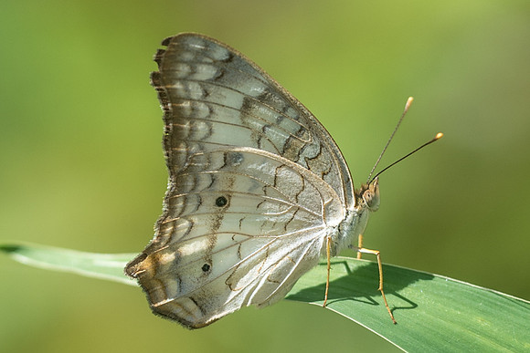 Anartia jatrophae luteipicta-2291