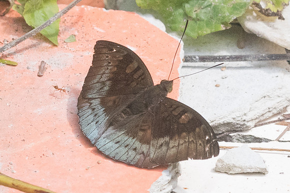 Euthalia monina monina-4307 - Krabi - 22/11/23