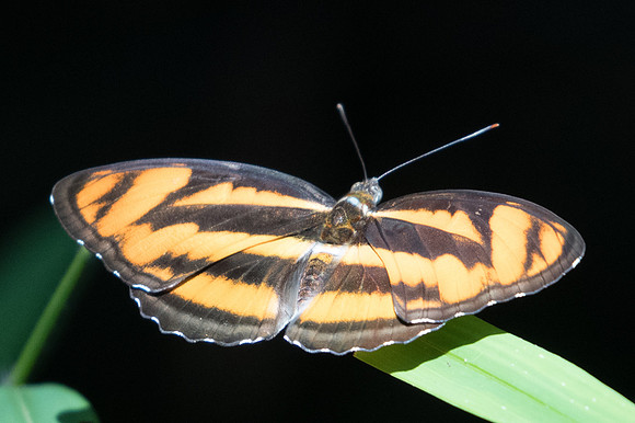 Athyma nefte-0947 - Doi Suthep - 13/11/23