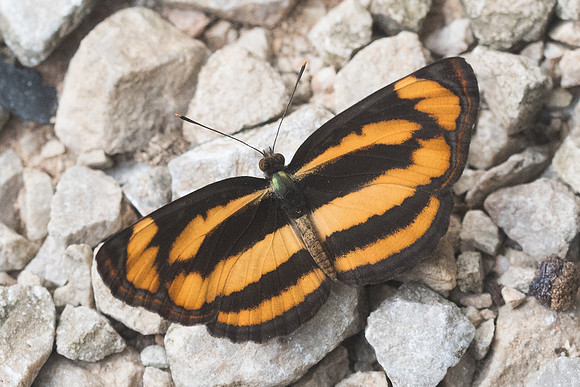 Pantoporia sandaka sp-1473 - Chiang Dao - 16/11/23