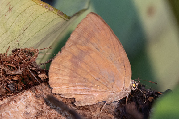 Arhopala fulla ignara-6682 - Doi-Suthep - 28/03/24