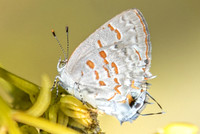 Ministrymon clytie-0836