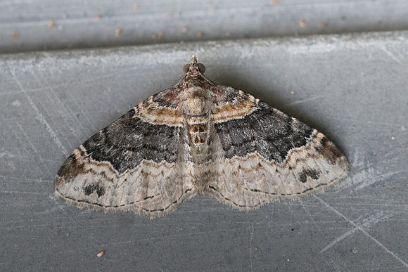 Xanthorhoe ferrugata - 9682 Frayssinet-le-Gélat - 24/06/23