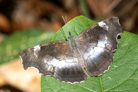 Laringa horsfieldii glaucescens-5837- Doi Suthep 1577m - 27/03/25
