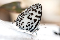Castalius rosimon rosimon-4352 - Doi-Suthep - 9/03/23