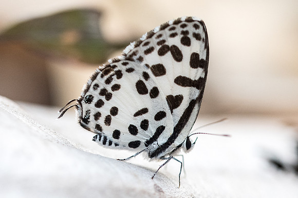 Castalius rosimon rosimon-4352 - Doi-Suthep - 9/03/23