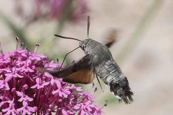 Macroglossum stellatarum-1068 - Belgentier