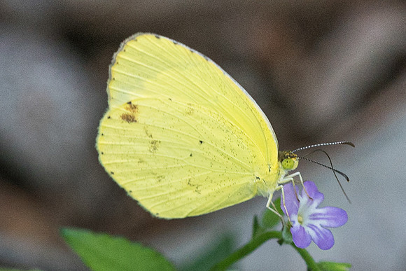 Eurema nise-1-2