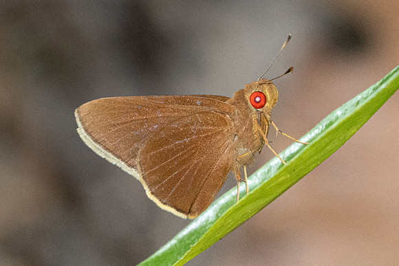 Matapa aria-6895 - Doi-Suthep - 28/03/24