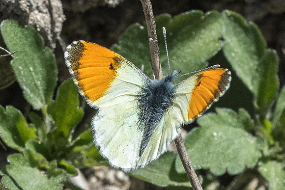 Anthocharis gruneri-7341 Granitis - 14/04/22