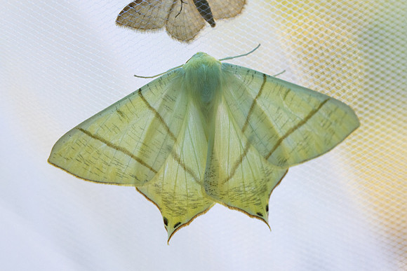 Ourapteryx sambucaria  2234 - Briançon - 2/07/21