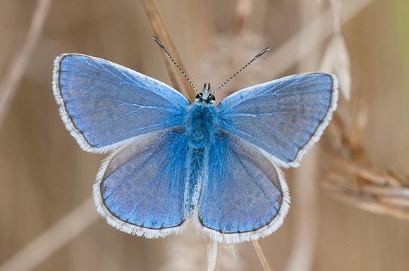 Polyommatus icarus 2944